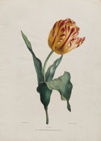 Tulip by Valentine Bartholomew